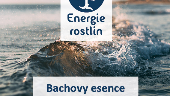vedená meditace k Bachovým květům