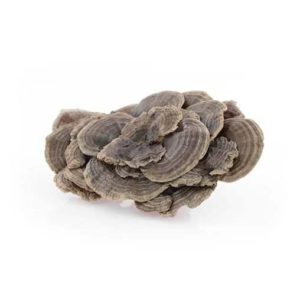 Víte jak vypadá vitální houba Coriolus?