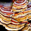 Víte jak vypadá vitální houba Reishi?