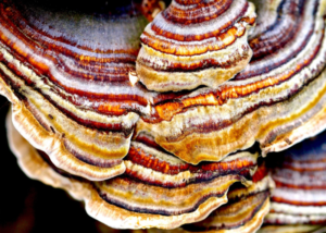 Víte jak vypadá vitální houba Reishi?