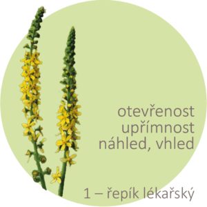Bachovy kapky – 1 – řepík lékařský, Agrimony