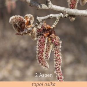 Bachova květová terapie – topol osika, 2 – Aspen