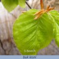Bachova květová terapie – buk lesní, 3 – Beech