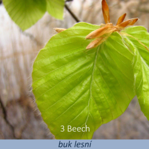 Bachova květová terapie – buk lesní, 3 – Beech