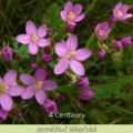 Bachova květová terapie – zeměžluč lékařská, 4 – Centaury