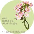 Bachovy kapky – 4 – zeměžluč lékařská, Centaury