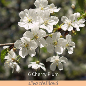 Bachova květová terapie – slíva třešňová, 6 – Cherry Plum