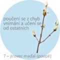 Bachovy kapky – 7 – jírovec maďal, Chestnut Bud
