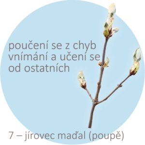 Bachovy kapky – 7 – jírovec maďal, Chestnut Bud
