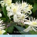 Bachova květová terapie – bílá lesní réva, 9 – Clematis