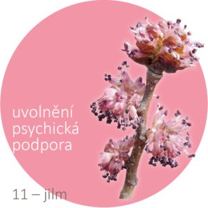 Bachovy kapky – 11 – jilm, Elm