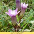 Bachova květová terapie – hořec nahořklý, 12 – Gentian