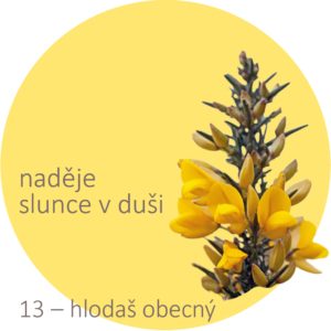 Bachovy kapky – 13 – hlodaš obecný, Gorse