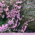 Bachova květová terapie – vřes obecný, 14 – Heather
