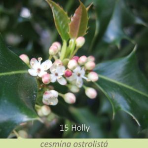 Bachova květová terapie – cesmína ostrolistá, 15 – Holly