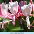 Bachova květová terapie – zimolez kozí list, 16 – Honeysuckle