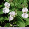 Bachova květová terapie – netýkavka žláznatá, 18 – Impatiens