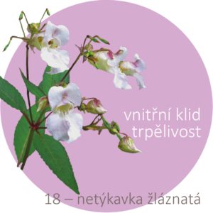 Bachovy kapky – 18 – netýkavka žláznatá, Impatiens