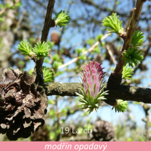 Bachova květová terapie – modřín opadavý, 19 – Larch