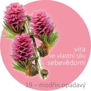 Bachovy kapky – 19 – modřín opadavý, Larch