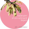 Bachovy kapky – 22 – dub letní, Oak