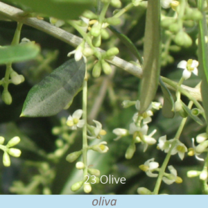 Bachova květová terapie – oliva, 23 – Olive