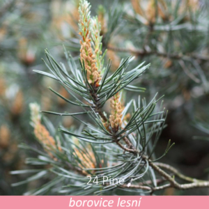Bachova květová terapie – borovice lesní, 24 – Pine