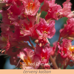Bachova květová terapie – červený kaštan, 25 – Red Chestnut