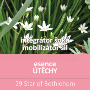 Bachova květová esence 29 – Star of Bethlehem
