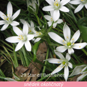 Bachova květová terapie – snědek okoličnatý, 29 – Star of Bethlehem