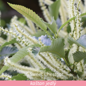 Bachova květová terapie – kaštan jedlý, 30 – Sweet Chestnut