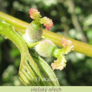 Bachova květová terapie – vlašský ořech 33 – Walnut