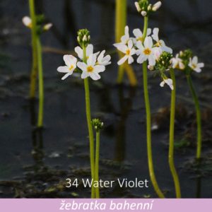 Bachova květová terapie – žebratka bahenní, 34 – Water Violet