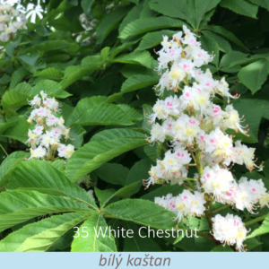 Bachova květová terapie – bílý kaštan, 35 – White Chestnut