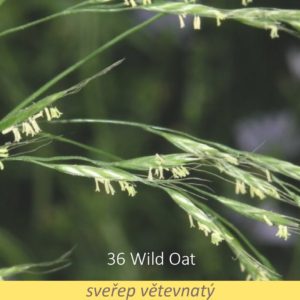 Bachova květová terapie – sveřep větevnatý, 36 – Wild Oat