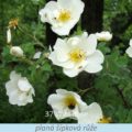 Bachova květová terapie – planá šípková růže, 37 – Wild Rose