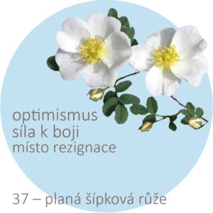 Bachovy kapky – 37 – Wild Rose, planá šípková růže