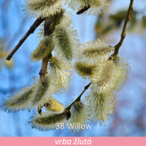 Bachova květová terapie – vrba žlutá, 38 – Willow