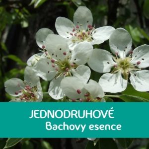 Bachovy jednodruhové esence 38 Energie rostlin