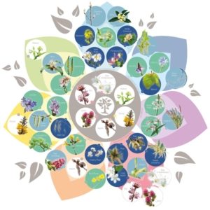 Mandala Bachových květů - přehledně, čistě, s popisy 2021, Energie rostlin