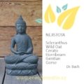 Nejistota - třetí skupina emocionálních prožitků podle Dr. Bacha u Energie rostlin