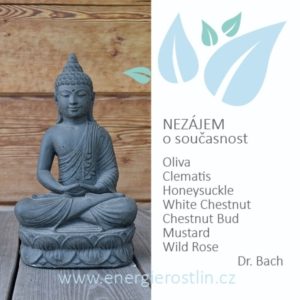 Bachovy esence - NEZÁJEM (o současné okolnosti)