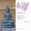Osamělost - sedmá skupina emocionálních prožitků podle Dr. Bacha u Energie rostlin