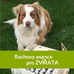 Bachovy esence pro zvířata Energie rostlin