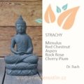 Strachy - druhá skupina emocionálních prožitků podle Dr. Bacha u Energie rostlin