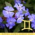 Bachovy esence v nejsilnější, na trhu dostupné koncentraci – BLÍŽENCI