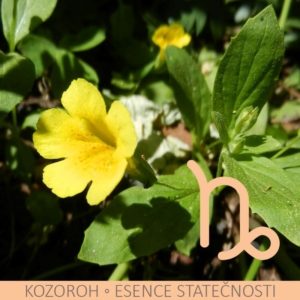 Bachovy esence v nejsilnější, na trhu dostupné koncentraci – KOZOROH