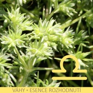 Bachovy esence v nejsilnější, na trhu dostupné koncentraci – VÁHY
