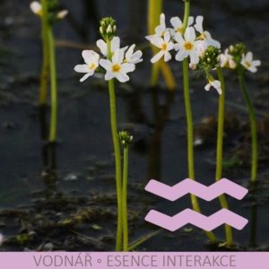 Bachovy esence v nejsilnější, na trhu dostupné koncentraci – VODNÁŘ