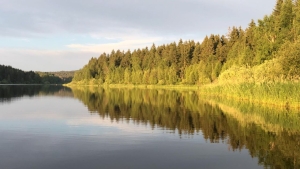 Bachbluetentrerapie Moldaustausee – Lucie Energie rostlin